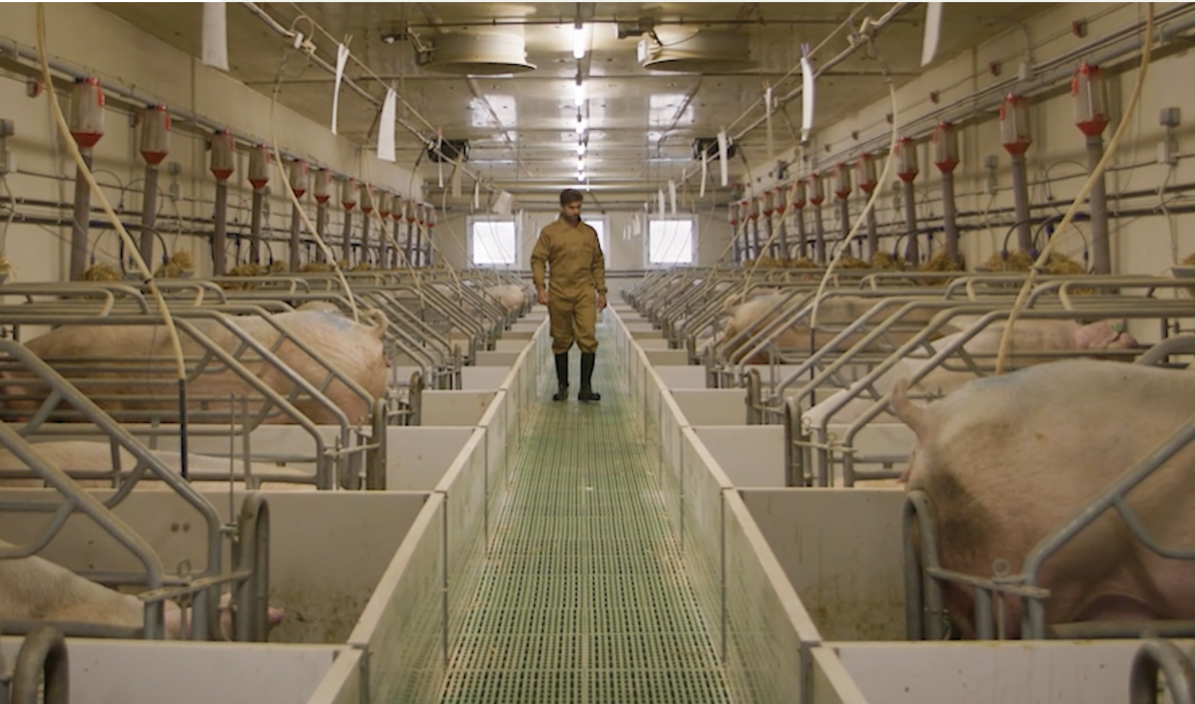 Iberian pork Spanish meat producers authorized to export white pork to China,Malaysia